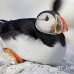 puffin_atlantic_msi_h_0592_can1620.jpg
